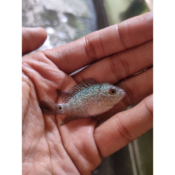 Jual ikan louhan baby anakan lohan kamfa Shopee Indonesia