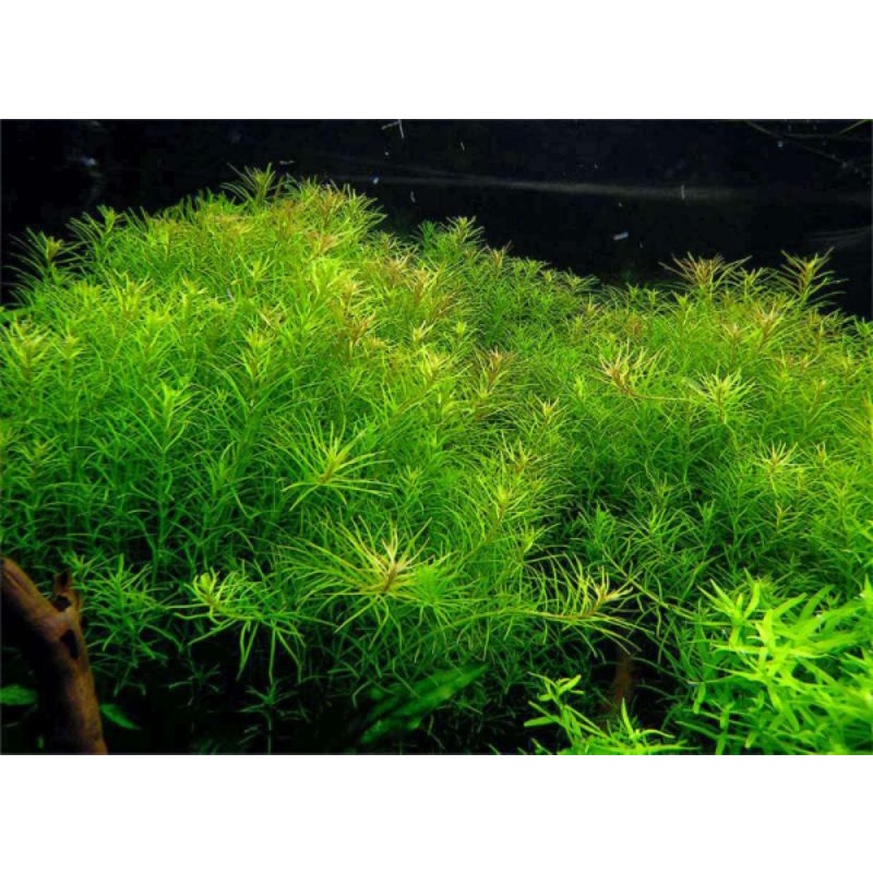 Rotala Nanjenshan