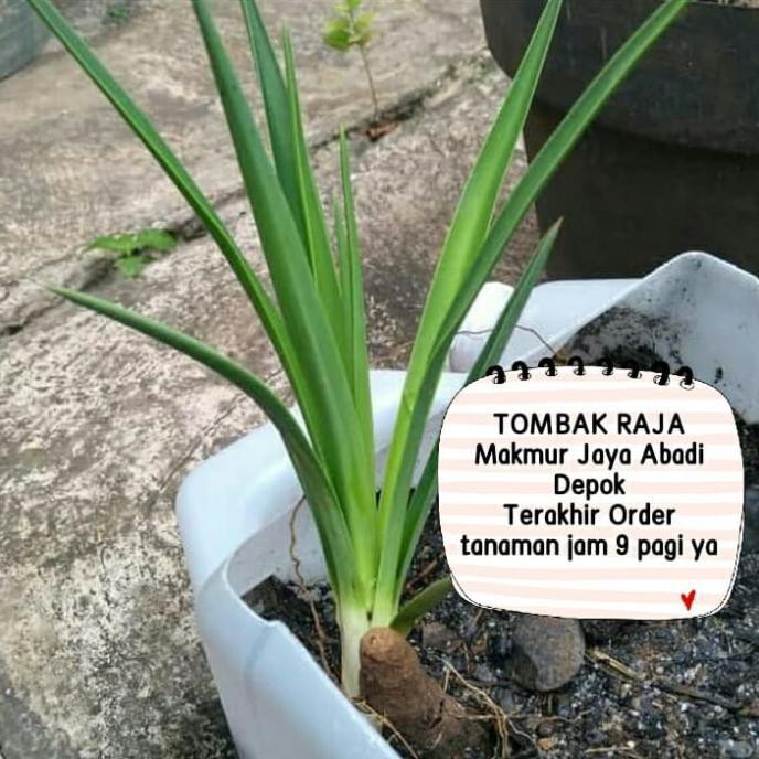Jual TOMBAK RAJA / TANAMAN TOMBAK RAJA MURAH ratele992 Kualitas Baik ...