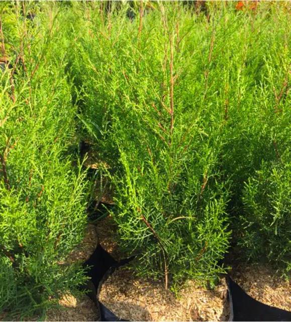 Jual Tanaman hias cemara rentes wangi | Shopee Indonesia