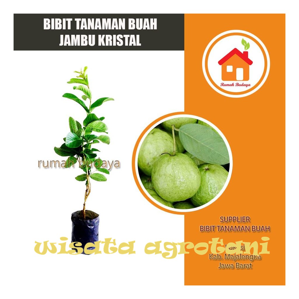 Jual Bibit Tanaman Jambu Kristal Super Jambu Tanpa Biji Wisata Agrotani