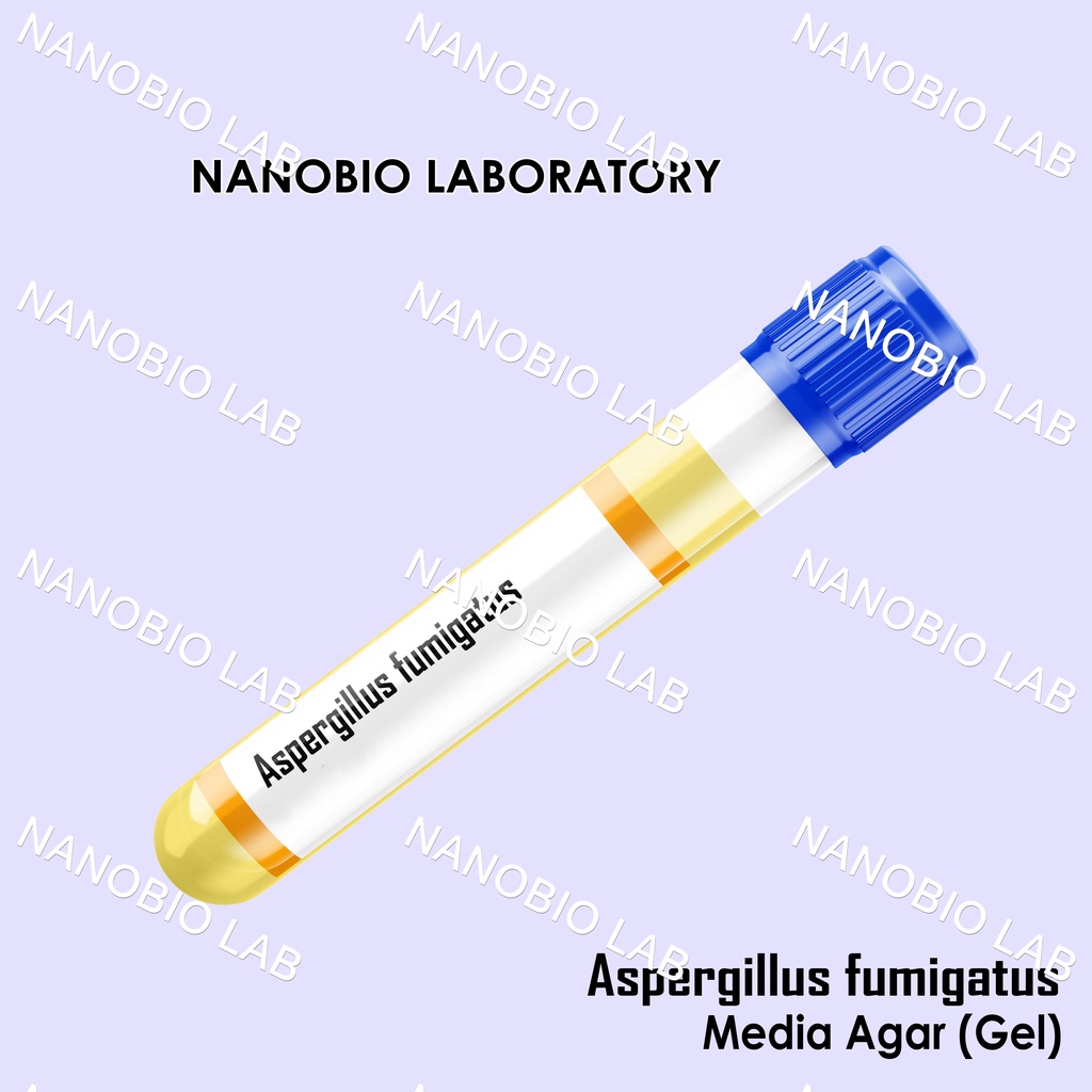 Aspergillus fumigatus Kultur