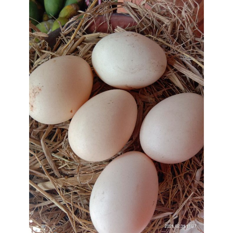 Jual Telur Ayam Kampung Asli 100 Shopee Indonesia 7213