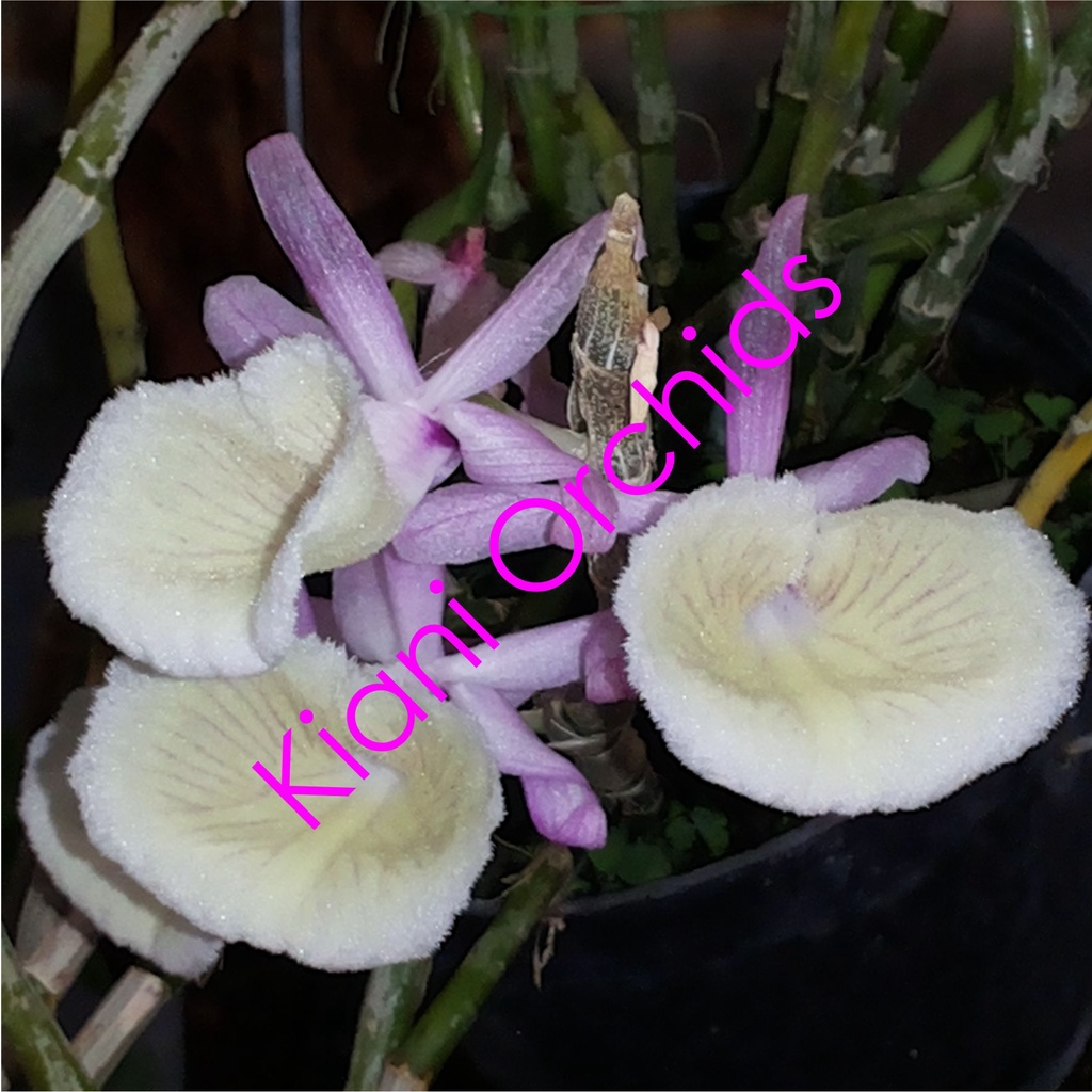 Jual Anggrek Dendrobium primulinum DEWASA | Shopee Indonesia