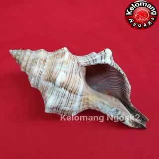 Jual Kerang Terlengkap & Harga Terbaru Juli 2024 | Shopee Indonesia