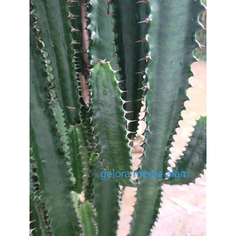 Jual bibit kaktus bali super | Shopee Indonesia