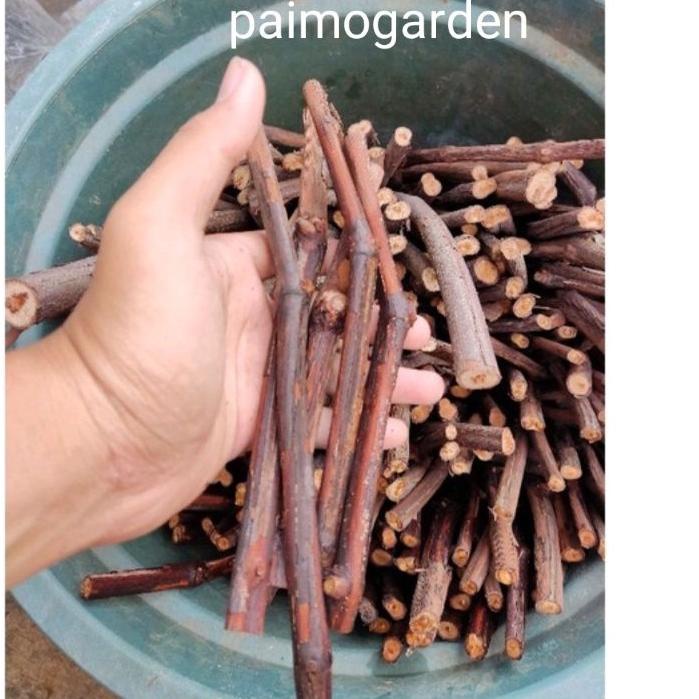 Jual EXCLUSIVE!cutting anggur lokal siap grafting dan tanam 1 paket isi ...