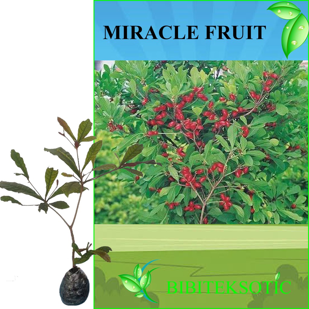 Jual Tanaman Miracle Fruit Buah Ajaib Shopee Indonesia