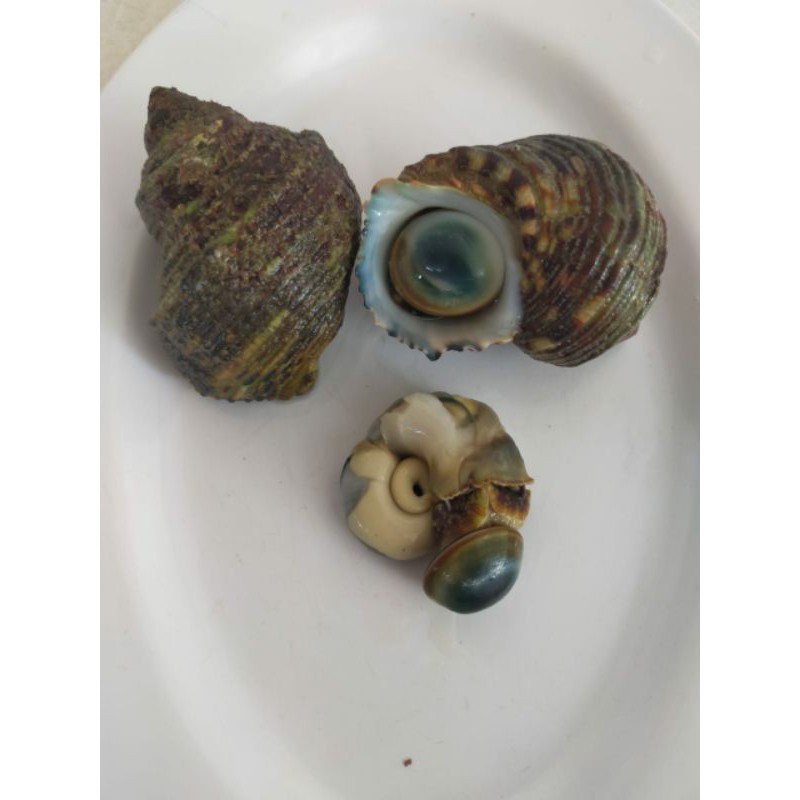 Jual KERANG MATA LEMBU FROZEN 500 GRAM | Shopee Indonesia