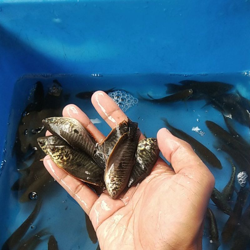 Jual Rawa Terlengkap & Harga Terbaru Juli 2026 | Shopee Indonesia
