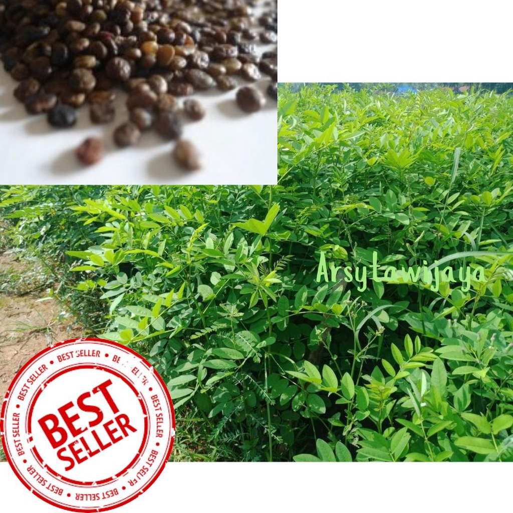 Jual Bibit Indigofera Biji Indigofera Benih Indigofera Pakan Ternak Siap Tanam Shopee Indonesia 6391