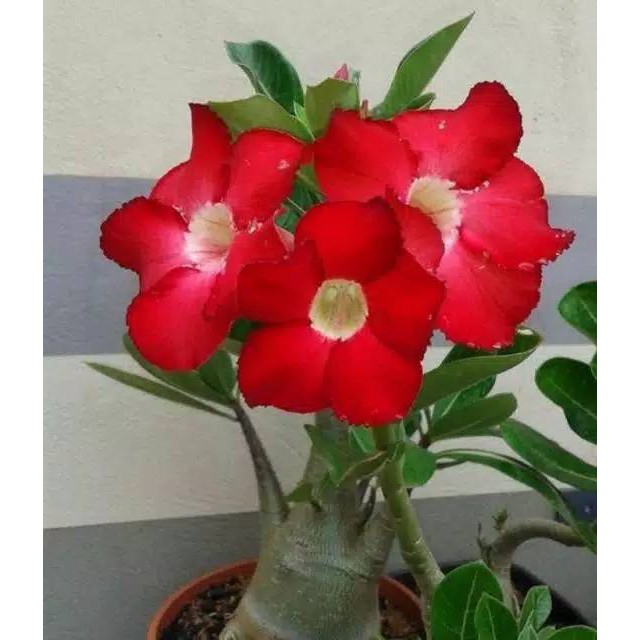 Jual Jual Tanaman Hias Adenium Bunga Merah Kamboja Jepang Papang Shopee Indonesia