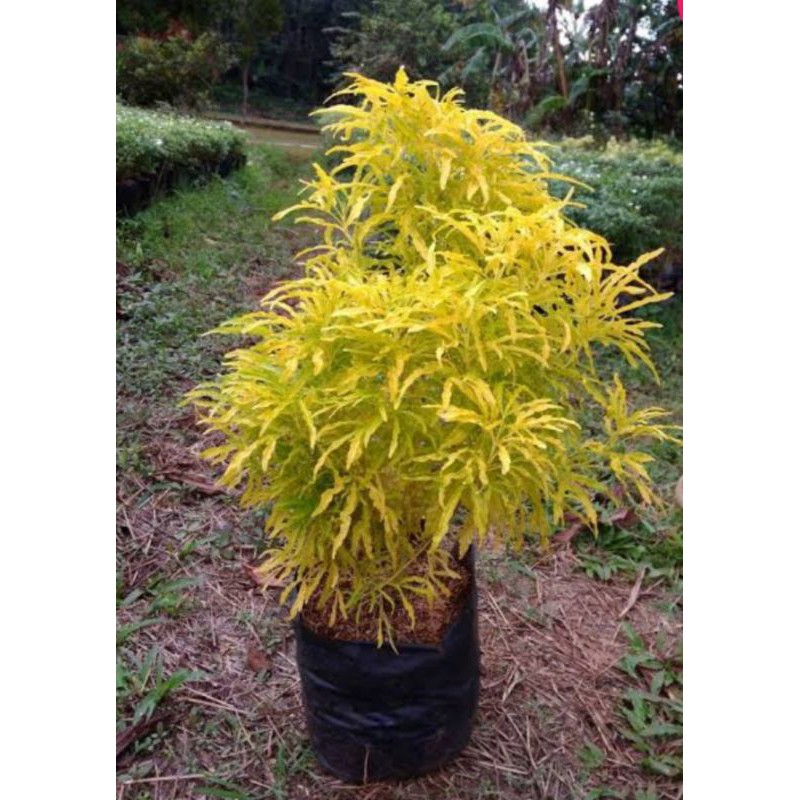 Jual Tanaman Brokoli Kuning-pohon penghias taman | Shopee Indonesia