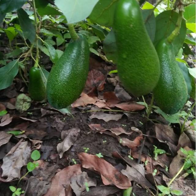 Jual Apokat miki (BIBIT TERBAIK) | Shopee Indonesia