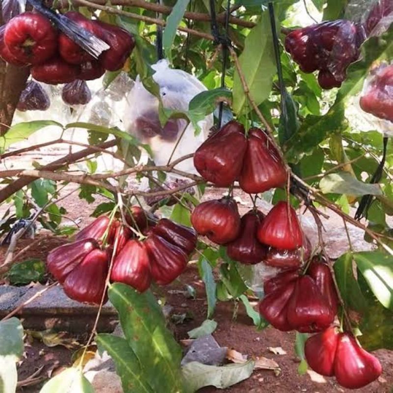 Bibit Jambu Madu Deli Merah, Hasil Okulasi Cepat Berbuah