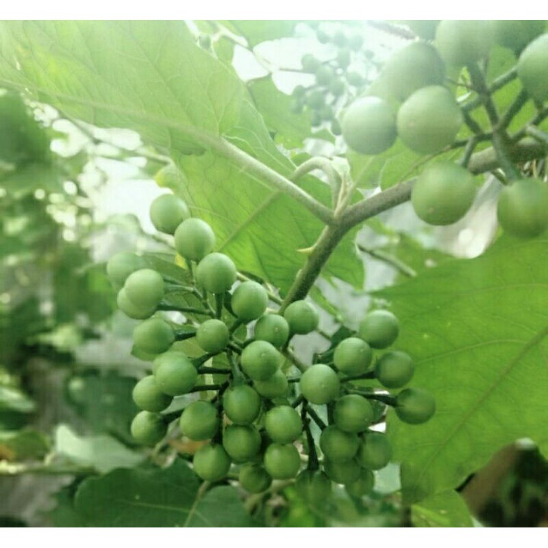 Jual 30 Benih bibit rimbang | Shopee Indonesia