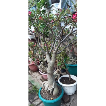 Jual adenium black somalense batang hitam 1,5 meter jumbo. | Shopee ...
