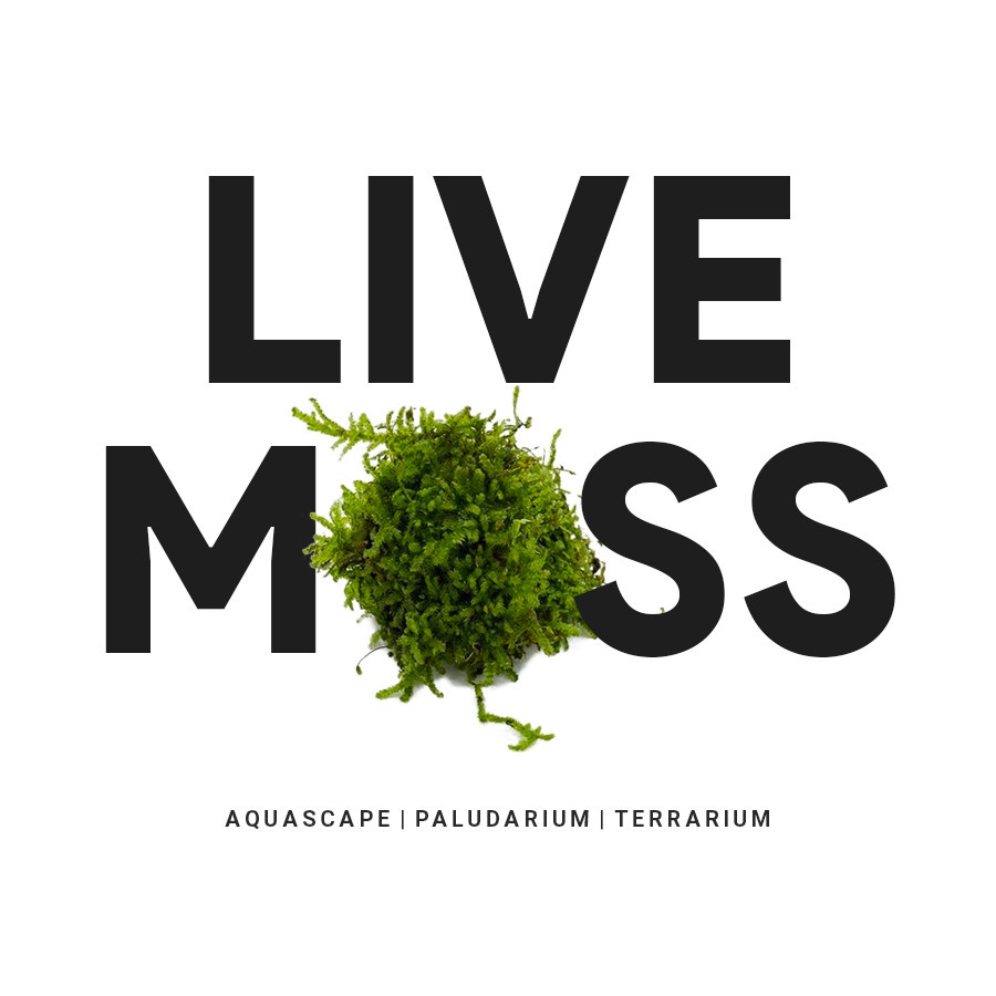 Jual Live Moss for Terrarium / Paludarium / vivarium - Natural ...