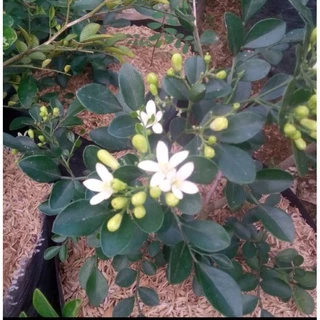 Jual Kemuning Terlengkap & Harga Terbaru Mei 2024 | Shopee Indonesia