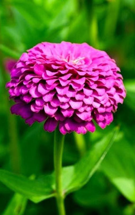 Jual Benih-Bibit Bunga Zinnia Ungu/Purple Prince (Haira Seed) | Shopee ...