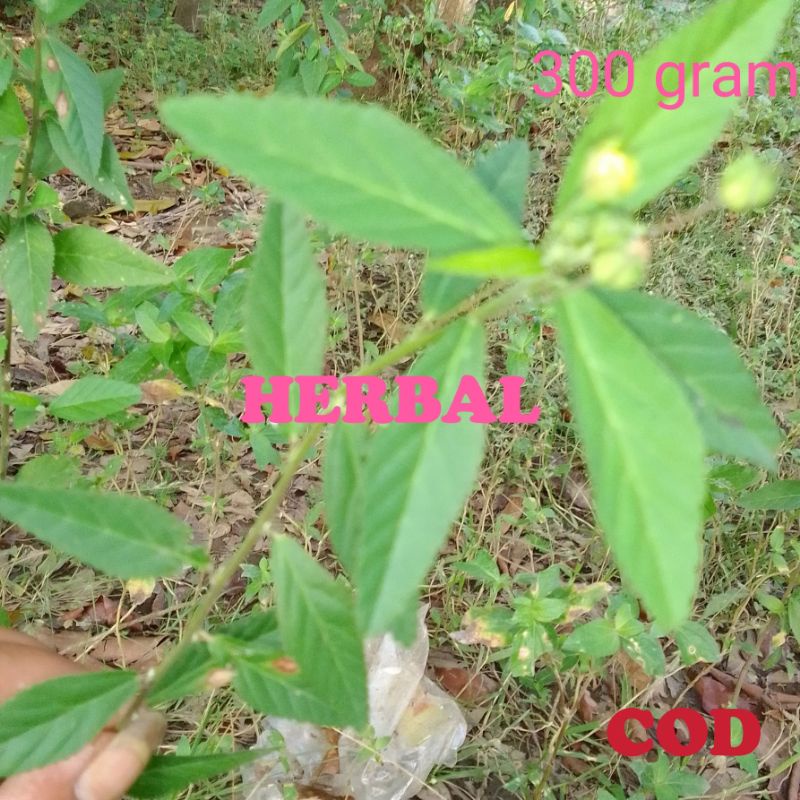 Jual Daun Herbal Sidaguri Segar Untuk Asam Urat Sesak Napas Malaria ...