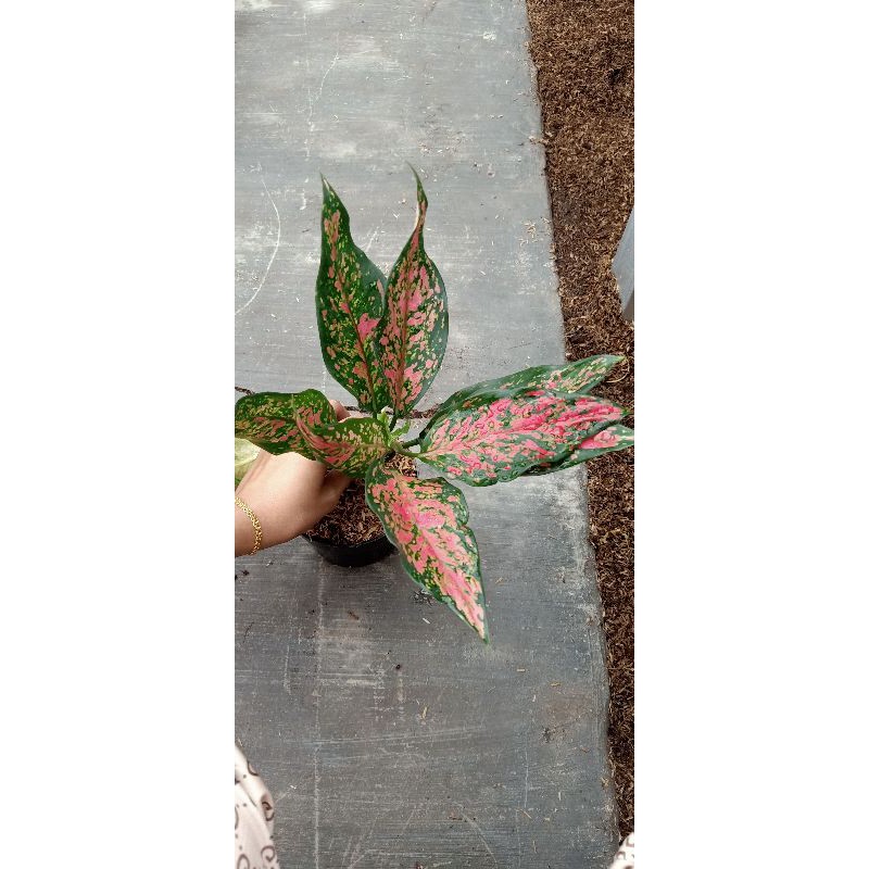 Jual bunga aglonema Ruby batik | Shopee Indonesia