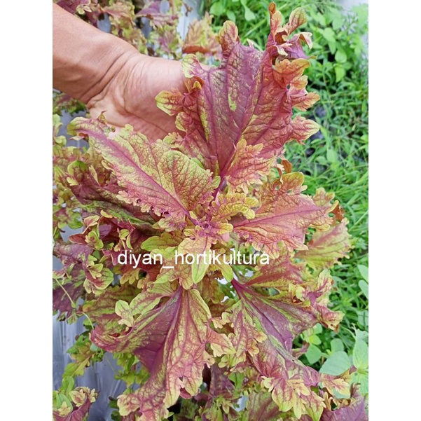 Jual Miana Tanaman Hias Bunga Langka Pohon Coleus Merah Daun Miana ...