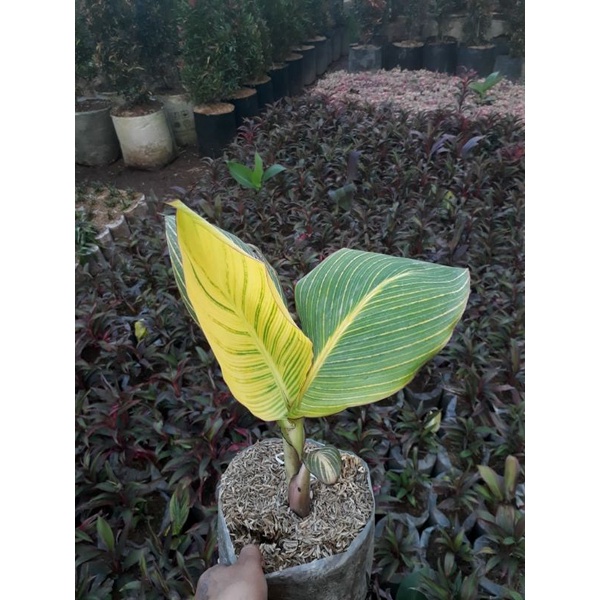 Jual Tanaman Hias Kana Variegata Kana Kuning Tanaman Seube Kuning Shopee Indonesia