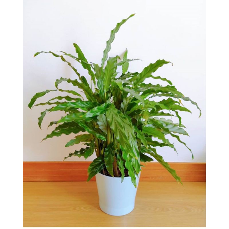 Jual CALATHEA RUFIBARBA MARANTA gergaji hijau | Shopee Indonesia