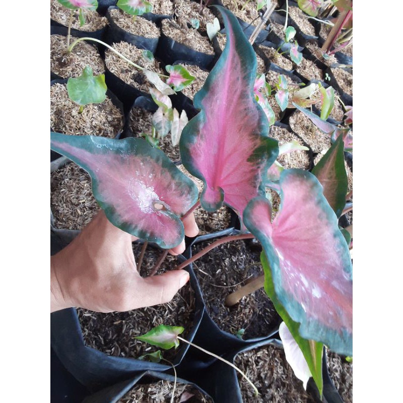 Jual caladium / keladi/ lompong red rafles | Shopee Indonesia