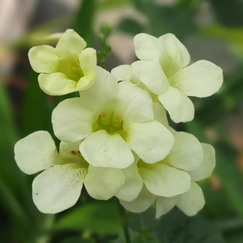 Jual Bibit tanaman bunga Chinese violet/creeping foxglove (Asystasia ...