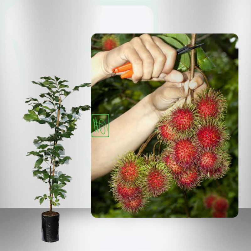 Jual Tanaman Buah Rambutan Binjai 1 Meter | Shopee Indonesia