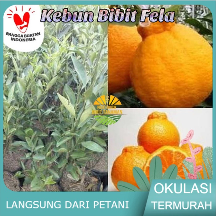 Jual Bibit Jeruk Dekopon Kondisi Berbuah Tanaman Jeruk Valid 100