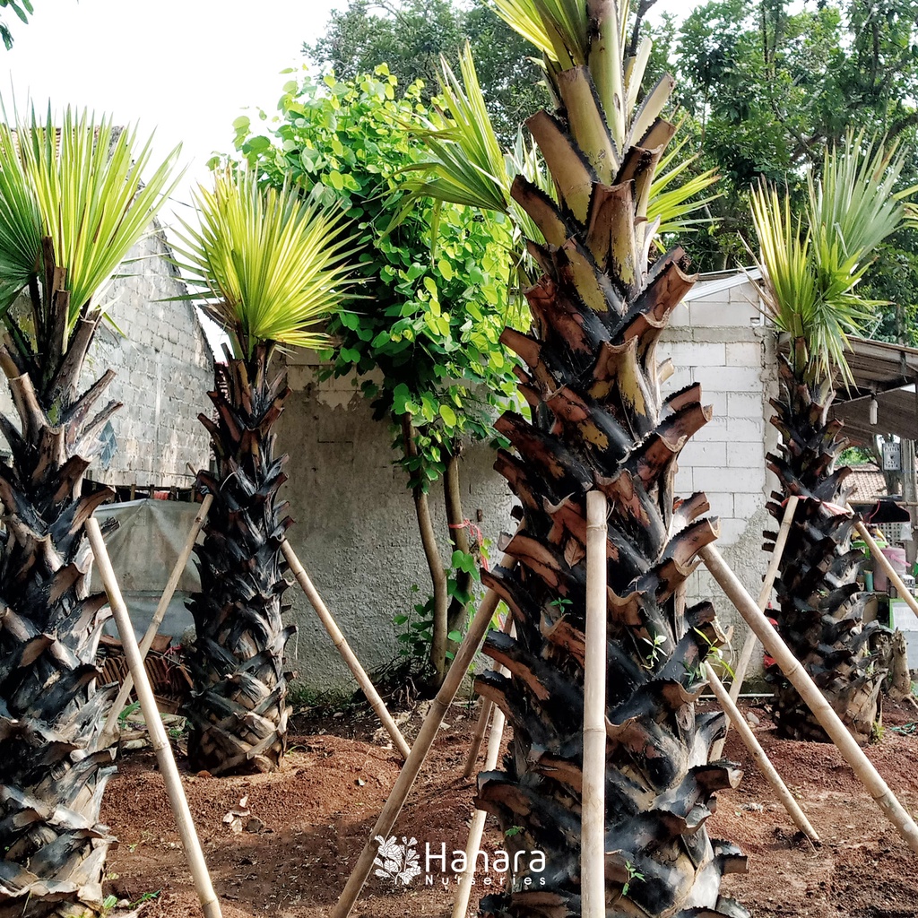 Jual Borassus flabellifer - Lontar - pohon instan/instant tree | Shopee ...