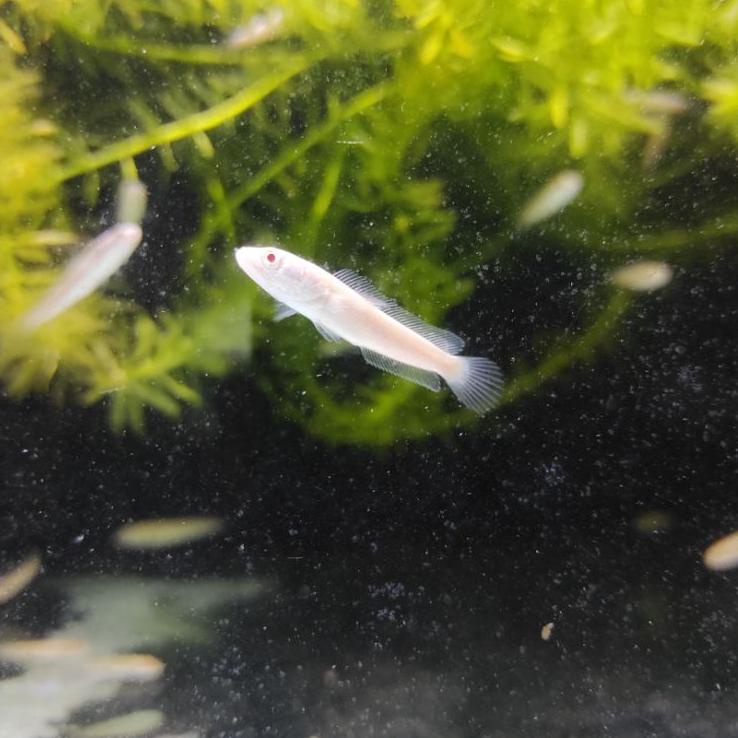 Jual chana satriata albino 10-13cm.