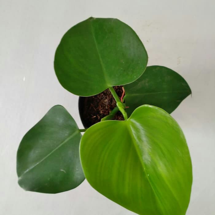 Jual Tanaman Hias Philodendron Love Merambat Shopee Indonesia