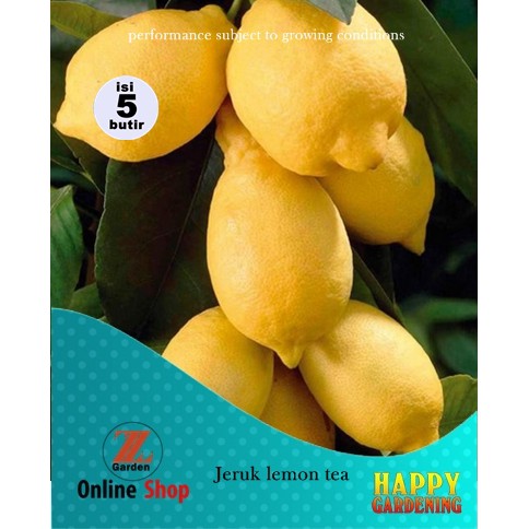 Benih Bibit Buah Lemon Unggul Seribuan