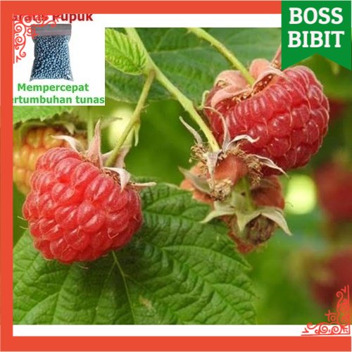 Jual Bibit Raspberry Jumbo | Shopee Indonesia