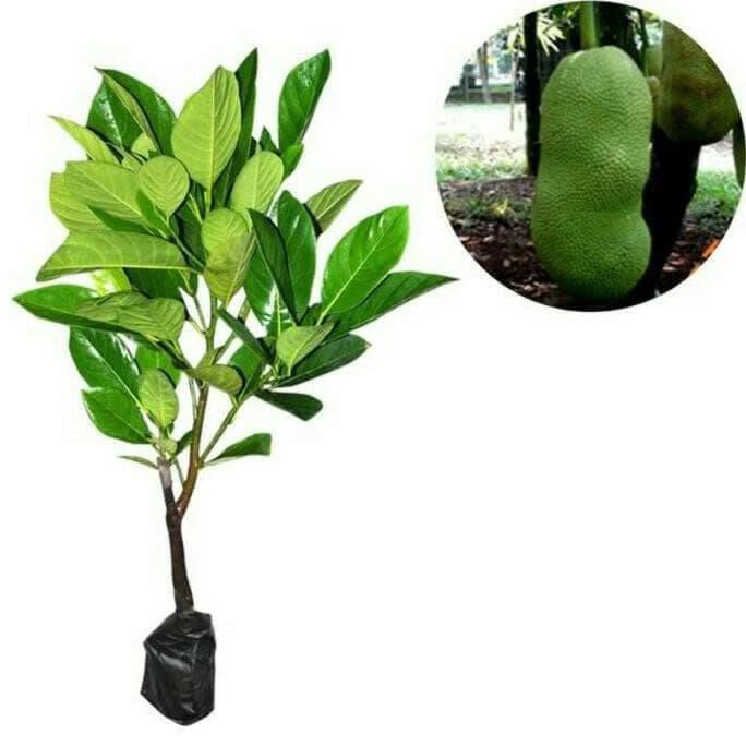 Jual! Bibit Buah Nangkadak Okulasi Super Unggul Kw Super