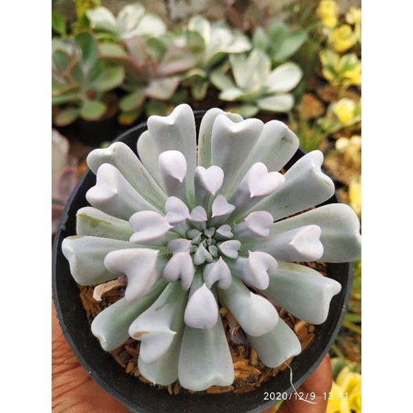 Jual echeveria curly topsi turvi | Shopee Indonesia