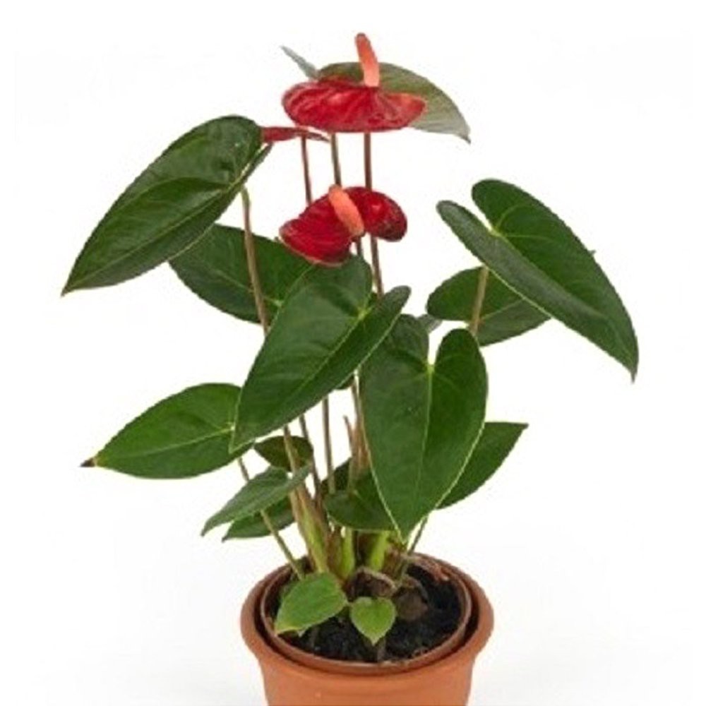 Jual Tanaman Bunga ANTHURIUM BANGKOK Berbunga - Bunga Anthorium ...