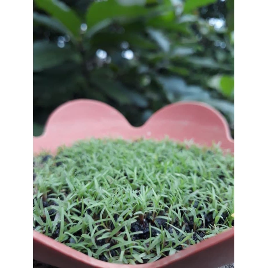 Jual Benih Biji Rumput Bermuda Grass Per 500gram Shopee Indonesia