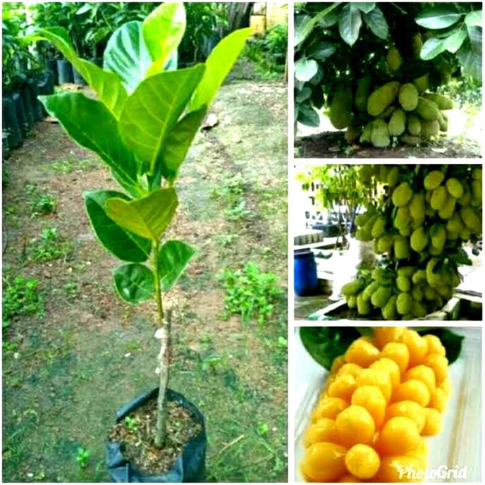 Jual Sb Ng Bibit Nangkadak Nangka Dak Orange Kuning Manis Jumbo Pohon