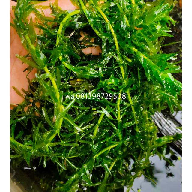 Jual Tanaman Air Ganggang Hydrilla Shopee Indonesia 7752