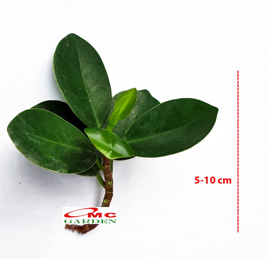 Bonsai Beringin Korea Mini Dolar