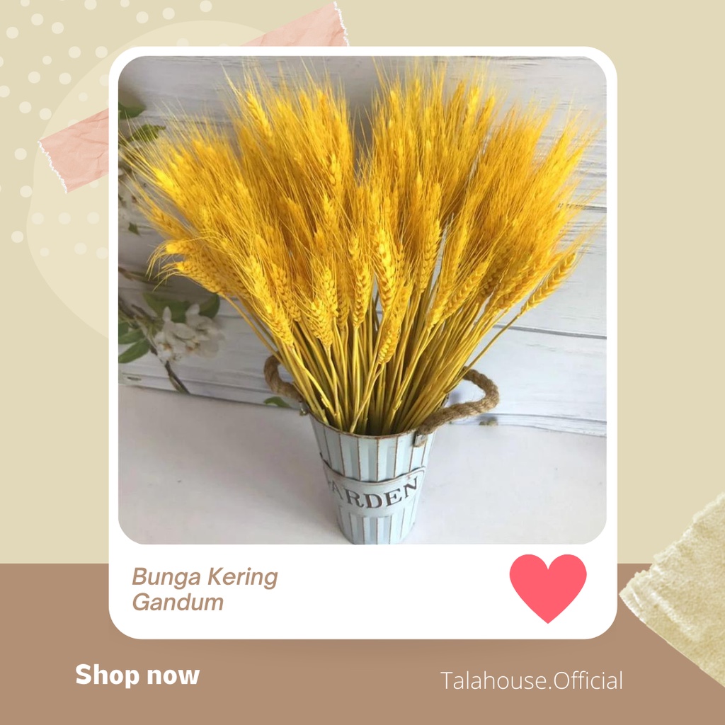 Jual BUNGA KERING GANDUM WARNA IMPORT | Shopee Indonesia