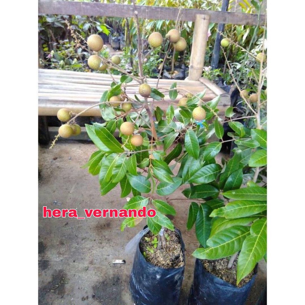 Bibit Kelengkeng Matalada Okulasi Super Cepat Berbuah