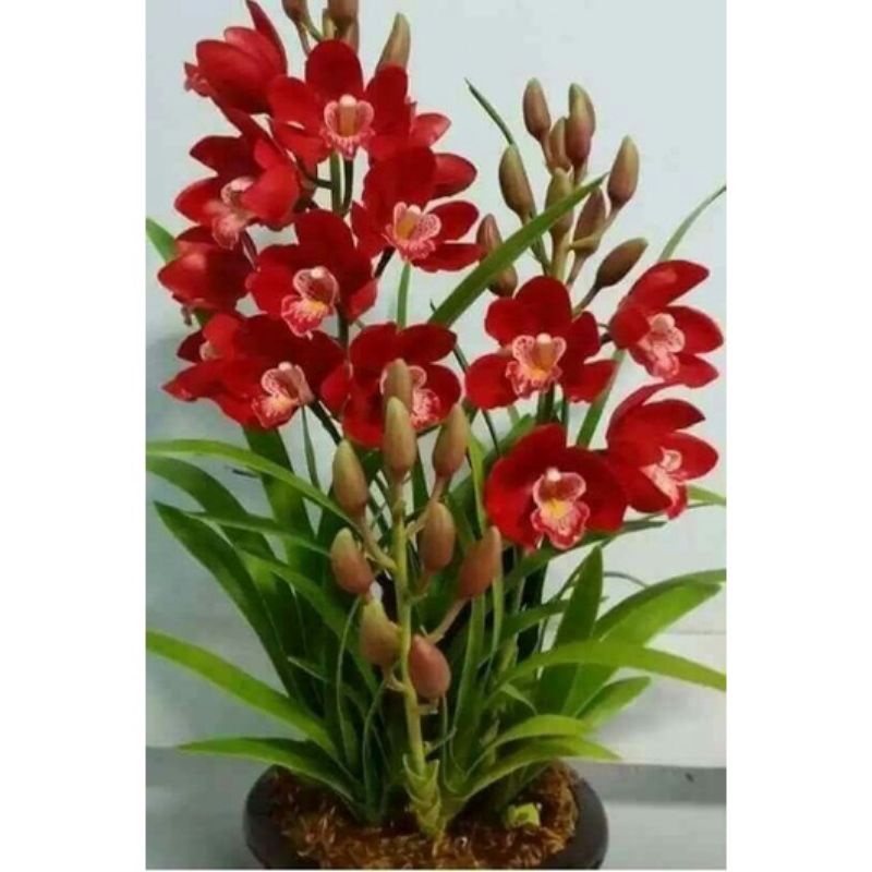 PROMO!!TANAMAN HIAS ANGGREK TANAH//RED WHITE