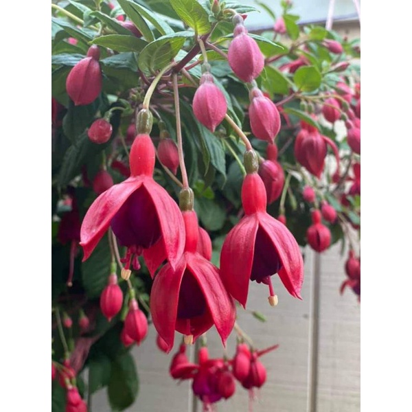 Jual Fuchsia merah-ungu | anting india | Shopee Indonesia