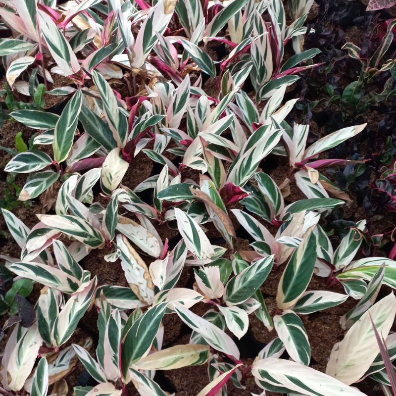 Jual Blantik Kembang-Tanaman hias Calathea Multicolor Besar - Meranti ...